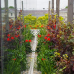 Greenwich green roof